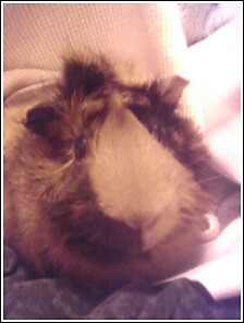 Snuggle Time With Hammy
